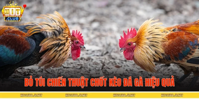 Bỏ túi chiến thuật chốt kèo đá gà hiệu quả